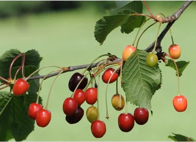 Directplants Morello Cherry Fruit Tree, 12L Pot, Height: 182.88 cm