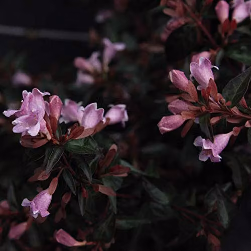 Thompson and Morgan Abelia Edward Goucher Glossy Ornamental Shrub, Pink and Bronze Flowers, 3.6 Litre Pot