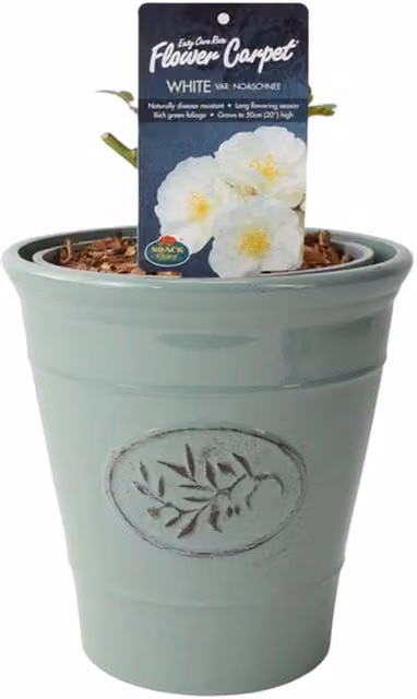 Plants By Post White Double Patio Rose Shrub in a 4L White Pot