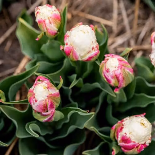 T&M Tulip Ice Cream Peony-Style Double Bulbs, Pink and White, 5 Bulbs – 3