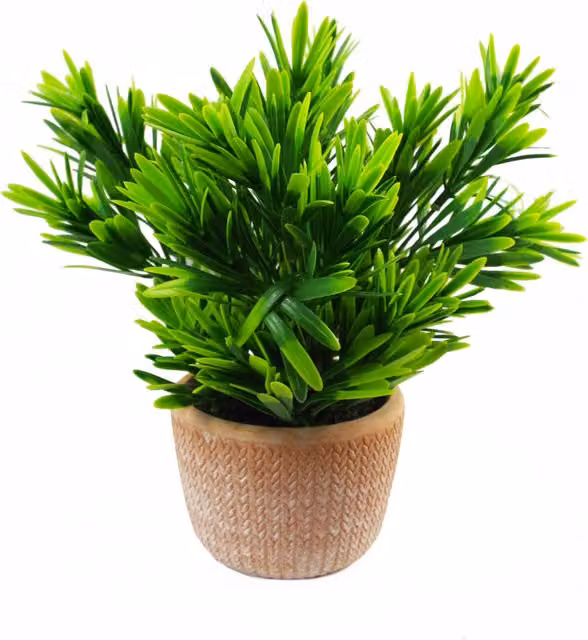 Honey Dark Terracotta Potted Green Leaf Plant in Ceramic Pot, W/D/H: 22 x 22 x 22 cm