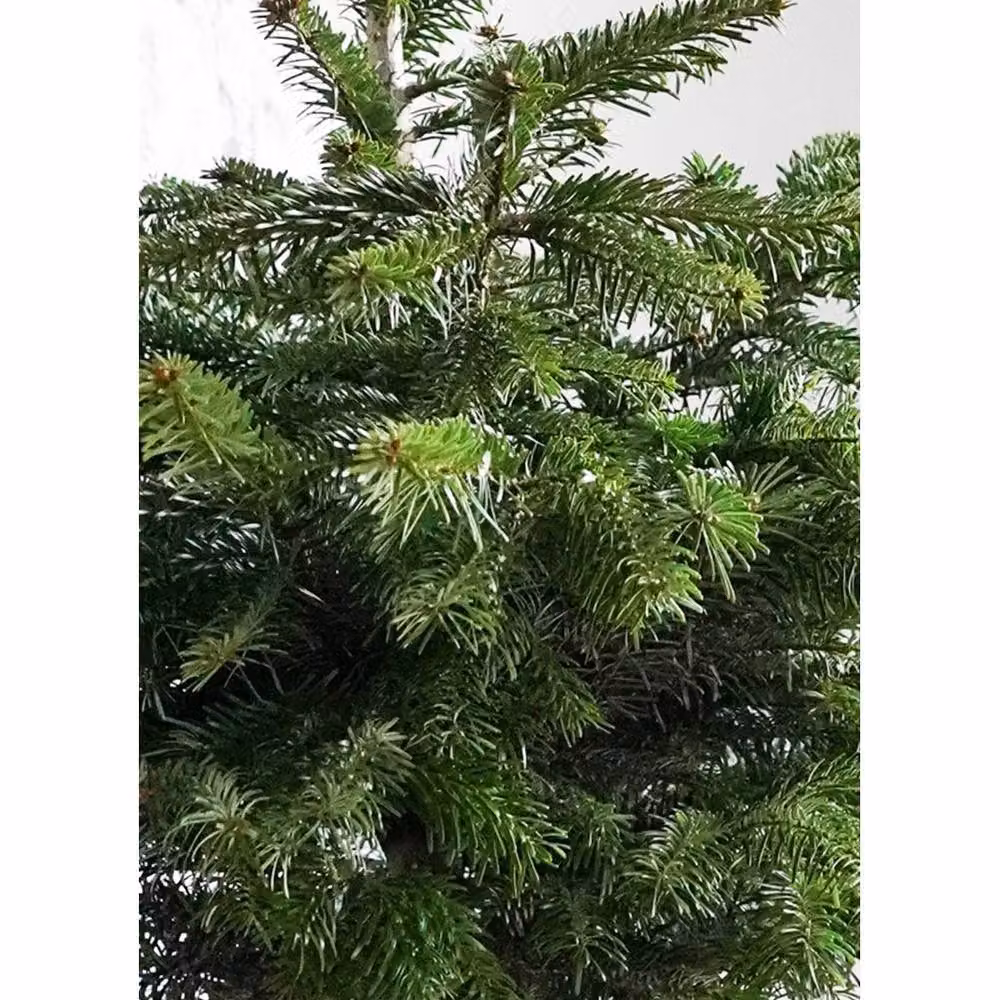 Lemon Pavilion Grey Zinc Indoor Christmas Tree Bucket, W23 x D23 x H23 cm – 2