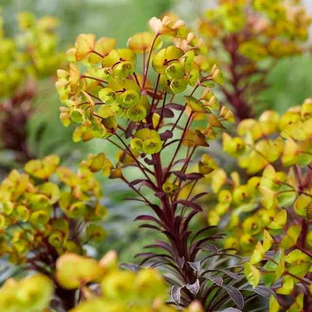 Marshalls Garden Euphorbia Perennial, Pack of 3, Red and Yellow