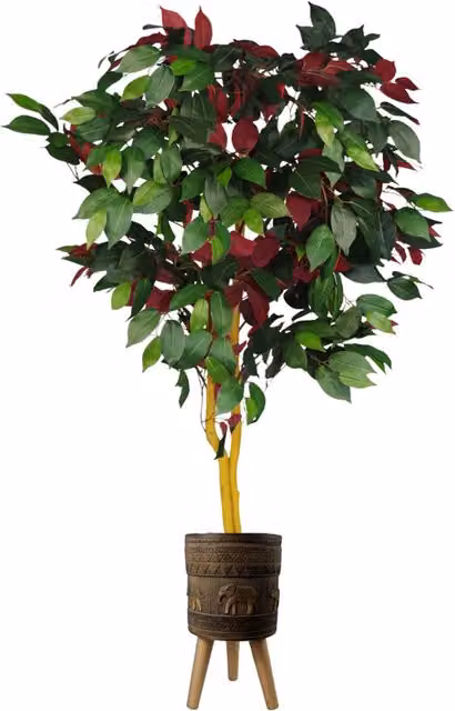 Pegdev Capensia Ficus Tree in Red Elephant Planter, Height: 120 cm