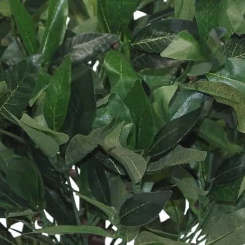 Leaf Design UK Pair of Artificial Green Bay Laurel Topiary Ball Trees, Height: 50 cm – 3