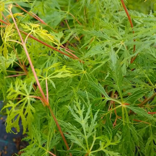 YouGarden Acer palmatum Emerald Lace Deciduous Ornamental Shrub in 10.5cm Pot