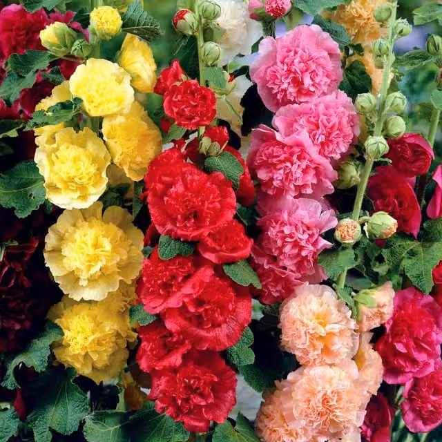 Unwins Chaters Double Mix Hollyhock Flower Seeds, Multicolour, 50 Seeds