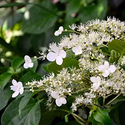 Thompson and Morgan Japanese Climbing Hydrangea Anomala Petiolaris with White Blooms, 9-Litre Potted Plant – 3