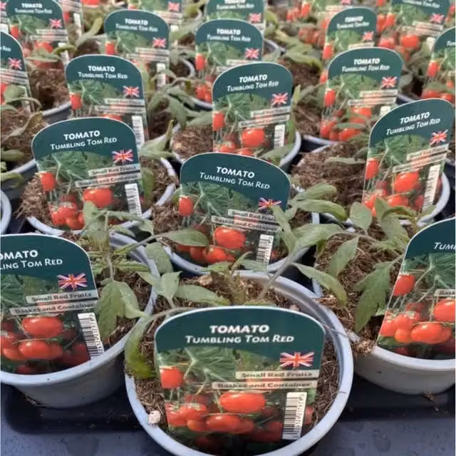 Plants by Post 3 Pack of Red Tumbling Tom Trailing Cherry Tomato Plants