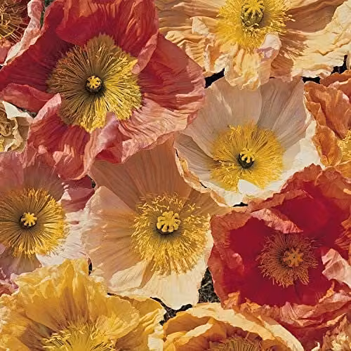 Thompson and Morgan Mixed Iceland Poppy Seeds, Multicolour Spring Flowering Garden Plants, 1 Packet
