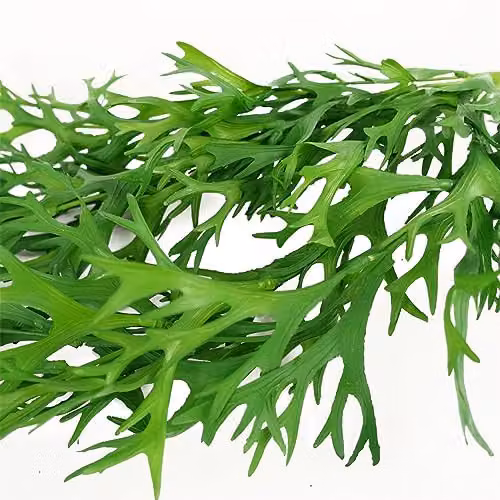 Botanik Premium Artificial Green Hanging Plants – 3