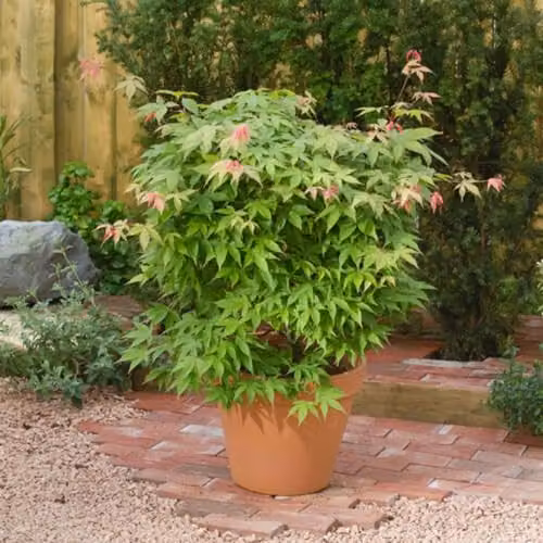 Thompson & Morgan Japanese Maple Osakazuki Acer Palmatum Ornamental Tree with Autumn Colours, 2 x 7cm Potted Plants – 2