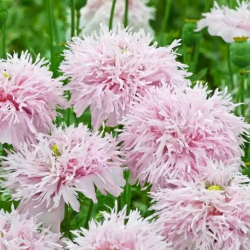 Thompson & Morgan Mr. Men Little Miss Poppy Lilac Pom Pom Pink Opium Poppy Seeds, 225 Seeds – 3