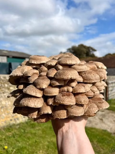 Plant Theory Grow Your Own Shiitake Mushroom Kit with Outdoor Log Dowels in Beige