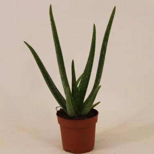 Thompson & Morgan Aloe Vera Medicinal Succulent Houseplant, Green, 1x 12cm Potted Plant – 2