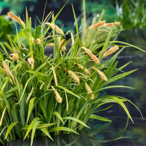 Thompson & Morgan Carex pendula Pendulous Sedge Marginal Aquatic Hardy Perennial, 3 x 9cm Pots – 1