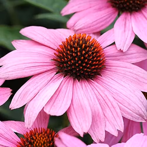 Thompson and Morgan Echinacea Nectar Pink Garden Plants, Hardy Perennial Flowering Plug Plants, Pack of 6 – 1