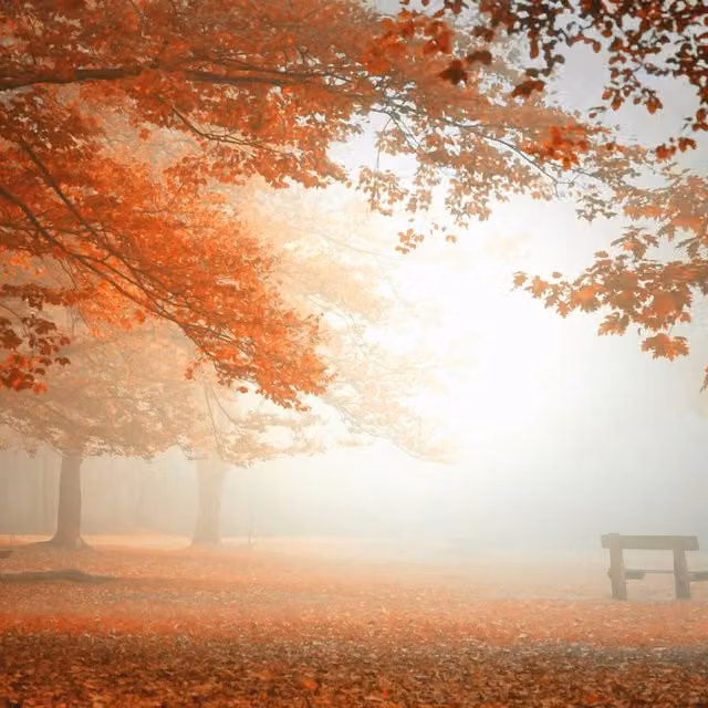 Sleeping Forest Autumn Wall Mural in Orange