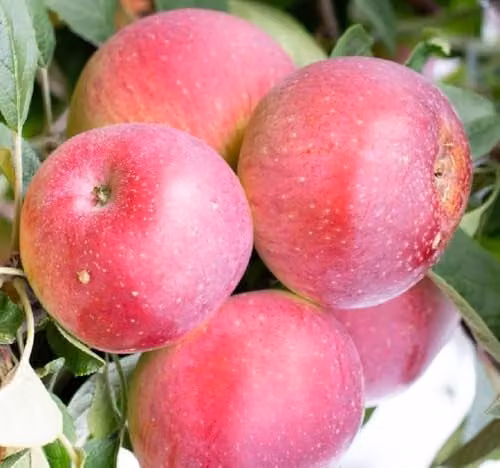 Direct Plants Tydemans Early Worcester Apple Fruit Tree, 183 cm Tall, 12 Litre Pot