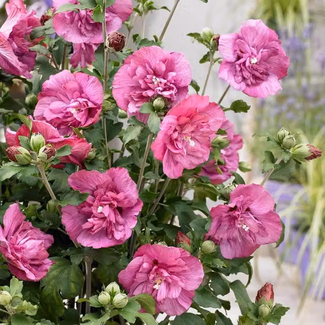 Marshalls Garden Pink Hibiscus syriacus Magenta Chiffon Ornamental Shrub