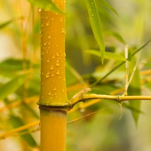 You Garden Phyllostachys aureosulcata Spectabilis Yellow Bamboo in a 3L Pot