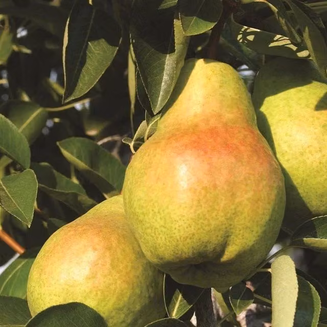 Direct Plants Pyrus Concord Pear Dwarf Patio Fruit Tree in a 3 Litre Pot, Green