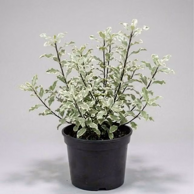 Plants By Post Pittosporum Silver Queen Evergreen Shrub, 3L, Silver Green and White
