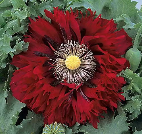 Thompson & Morgan Seriously Scarlet Poppy Flower Seeds, Red, 100 Seeds per Packet