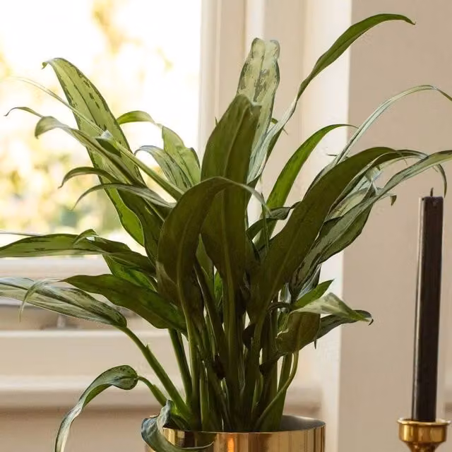 Primrose Aglaonema Cutlass Chinese Evergreen Green Indoor House Plant, Height: 40 cm