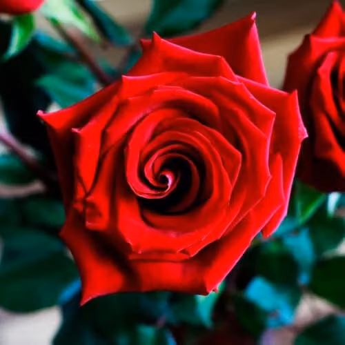 Thompson & Morgan Rose Ruby Wedding Bush, Red Hybrid Tea Rose