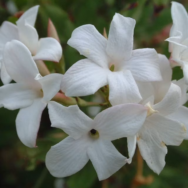 Plants By Post Jasminum Officinale Affine White Climbing Ornamental Garden Plant