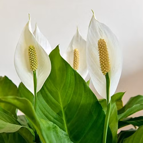 Thompson and Morgan Peace Lily Spathiphyllum Torelli Indoor House Plant with White Blooms, 3 x 12cm Pots – 2