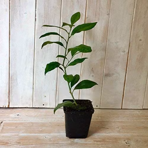Thompson & Morgan Scented Evergreen Lime Tree Citrus Fruit Houseplant, Pack of 3 – 3