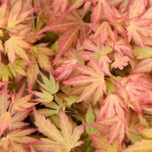 Thompson & Morgan Acer palmatum Orange Dream Hardy Japanese Maple Ornamental Tree, 1x 15cm Potted Plant – 1