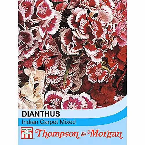 Thompson and Morgan Sweet William Barbatus Indian Carpet Mixed Multicolour Flower Seeds, 400 Seeds – 2
