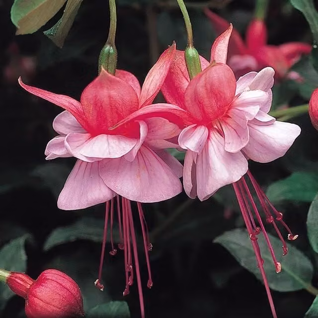 Set of 3 Plant Theory Heidi Ann Fuchsia Bedding Plants in Pink 9cm Pots
