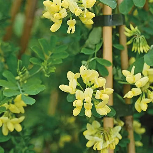 Thompson & Morgan Coronilla Hardy Outdoor Evergreen Ornamental Shrub with Scented Yellow Winter Flowers, 1 x 3 Litre Pot – 4