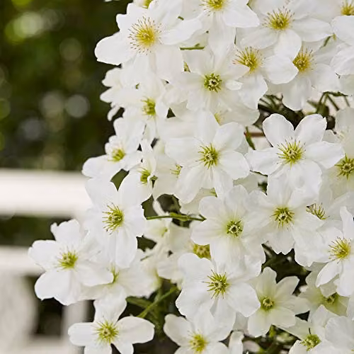 Thompson & Morgan Hardy Perennial Clematis Avalanche White Early Flowering Evergreen Climber, 3 Litre Pot – 2