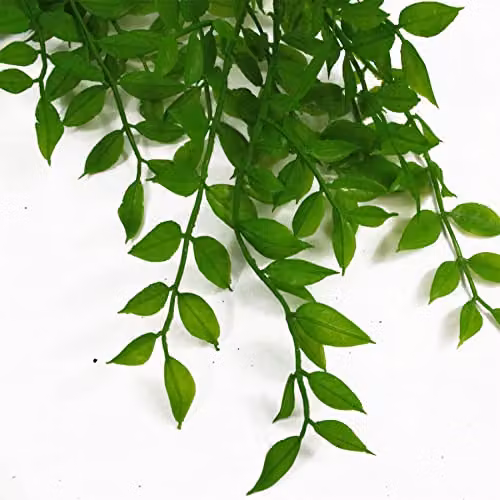 Leaf Design UK Hanging String of Pearls Fern Plant, Green, 100 cm – 2