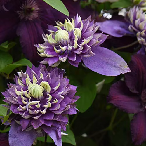 Thompson and Morgan Clematis Florida Taiga Hardy Climbing Shrub, Purple and Green, 11cm Pot – 7