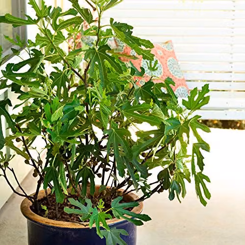 Thompson and Morgan Dwarf Fig Little Miss Figgy in a 9cm Pot – 1