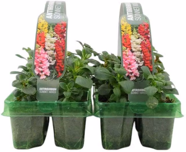 Plants by Post Antirrhinum Mixed Snapdragons, 12 Multicolour Outdoor Bedding Plants