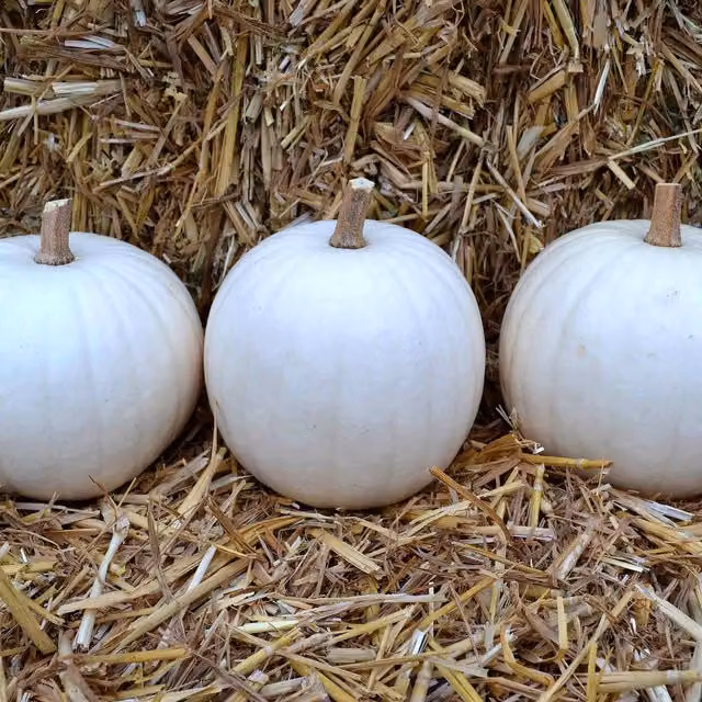 Marshalls Garden White Ghost Pumpkin Seeds, Cucurbita pepo, 6 Pack