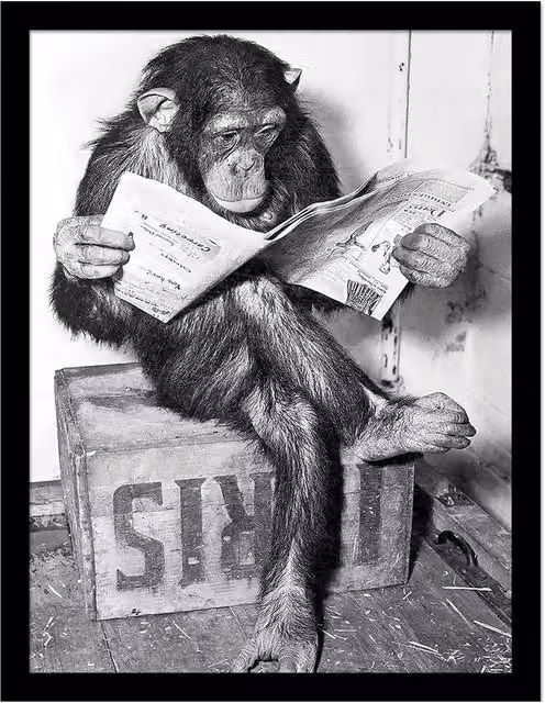 Ada Ingram Chimp News Framed Paper Poster in Grey