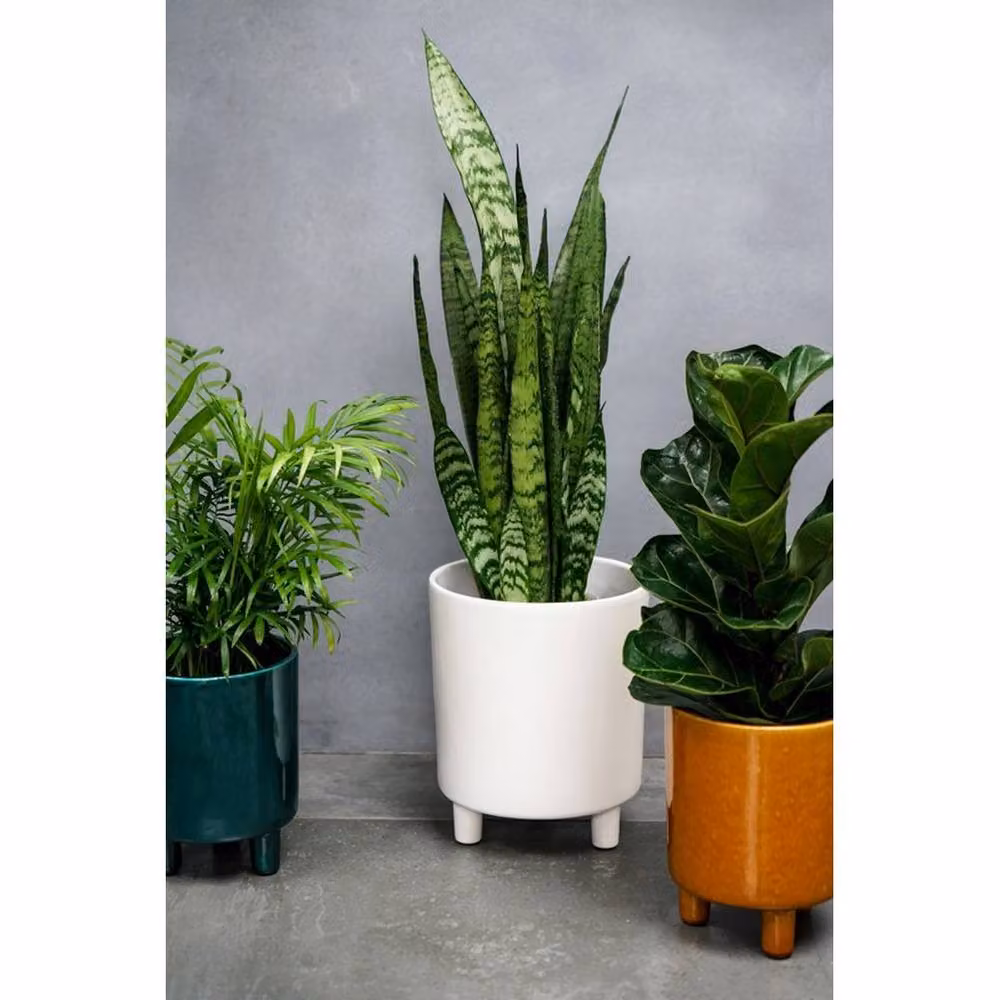 Lemon Pavilion Pisa Ceramic Tabletop Planter, White, W: 20 cm, D: 20 cm, H: 24 cm – 5