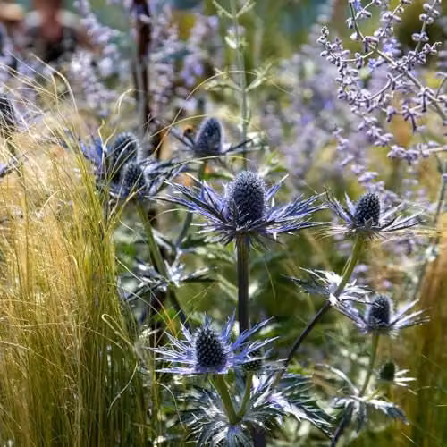 Marshalls Garden Eryngium Big Blue Perennial Plants, Blue/Grey, Pack of 3 – 1