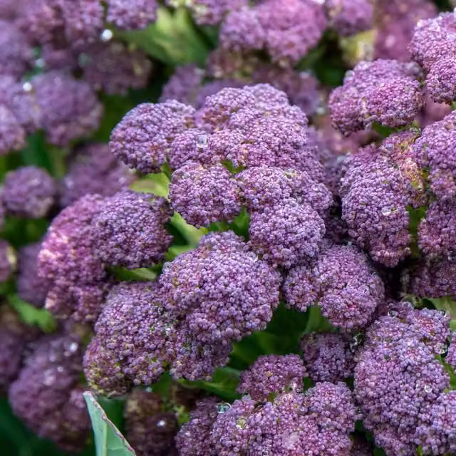 Marshalls Garden Purple Sprouting Broccoli