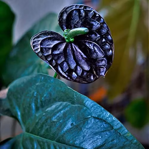 Thompson and Morgan Anthurium Black Love Flamingo Flower Indoor Potted Plant, Black Blooms, 12cm Pot – 3