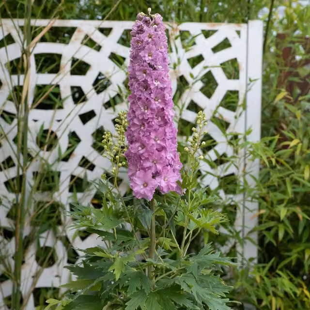 Marshalls Garden Pink Delphinium Delgenius Juliette Perennial Summer Ornamental Plant