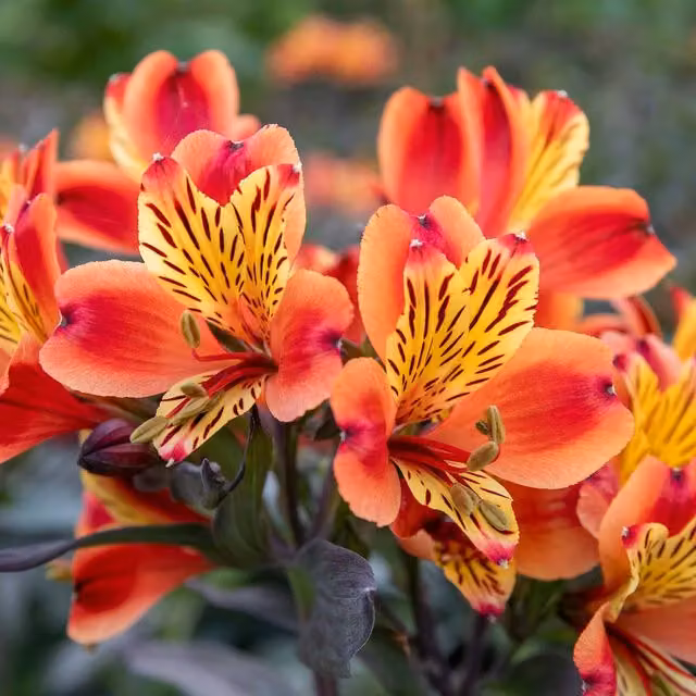 Marshalls Garden Alstroemeria Indian Summer Red Orange and Yellow Perennial Ornamental Plant